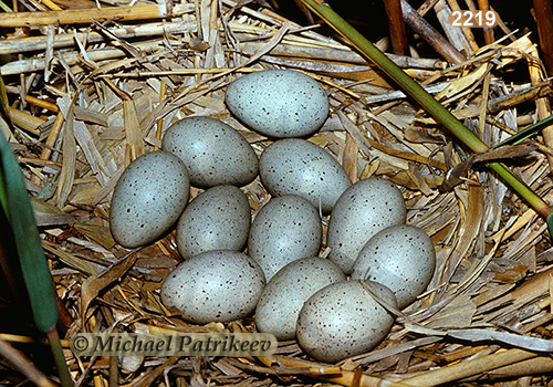 Eurasian Coot (Fulica atra)
